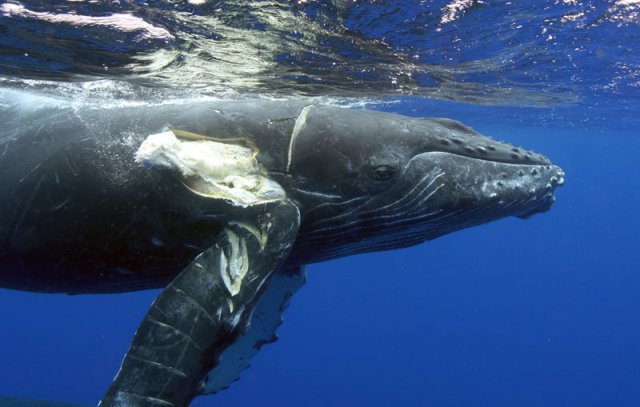 Whale.  Photo credit: Ed Lyman/ NOAA MMHSRP 