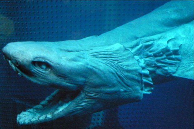 Ancient Shark